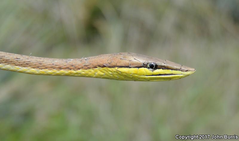 Brown Vinesnake (Oxybelis aeneus)