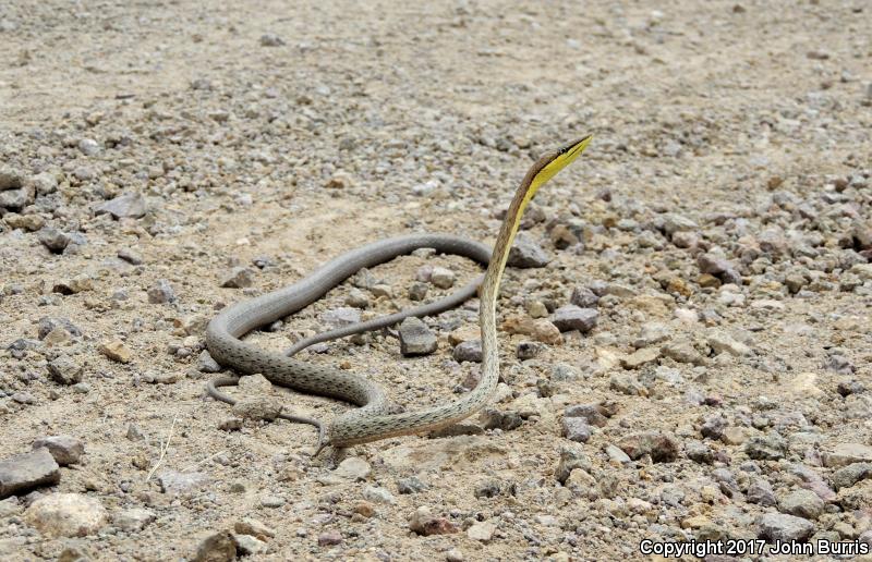 Brown Vinesnake (Oxybelis aeneus)