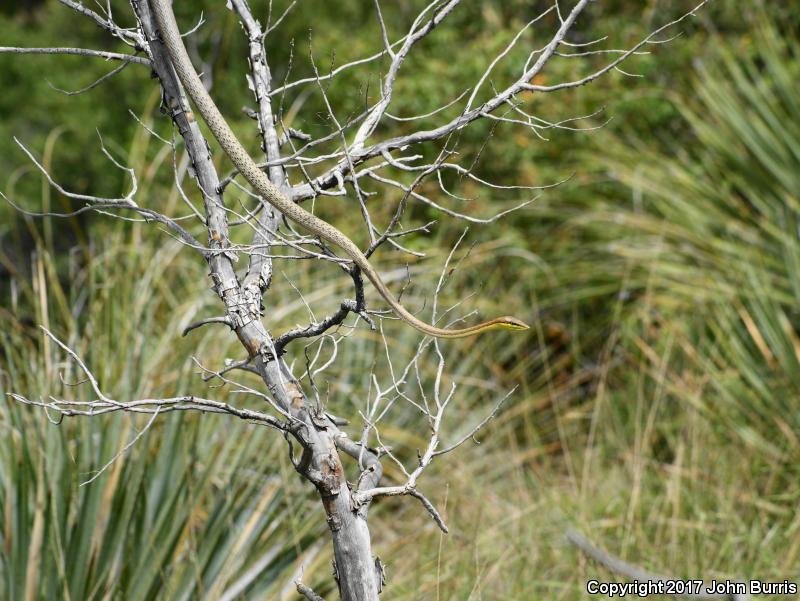 Brown Vinesnake (Oxybelis aeneus)