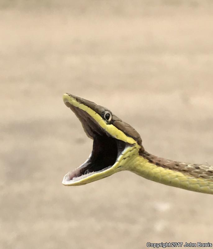 Brown Vinesnake (Oxybelis aeneus)