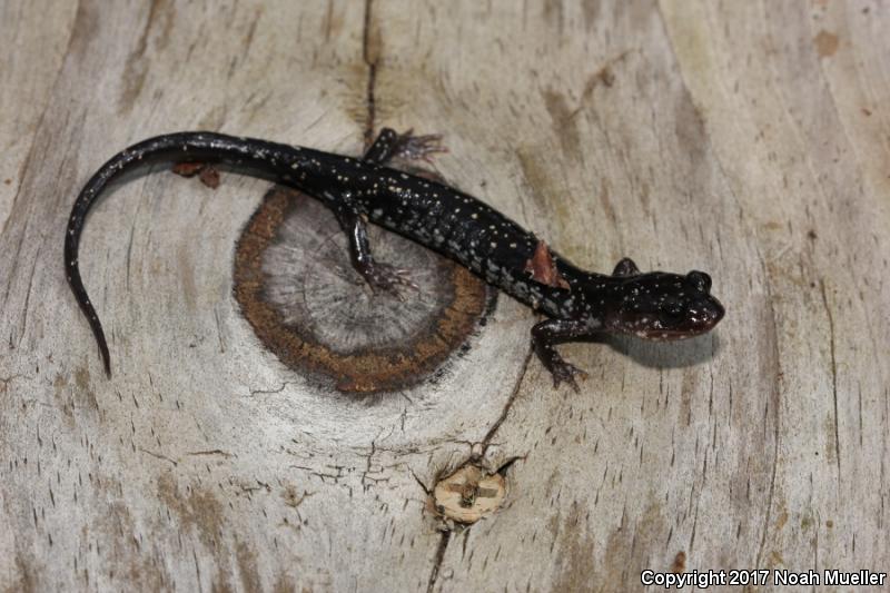 Southeastern Slimy Salamander (Plethodon grobmani)