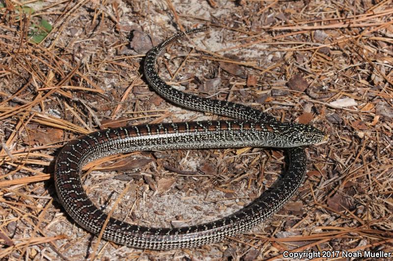 Eastern Slender Glass Lizard (Ophisaurus attenuatus longicaudus)