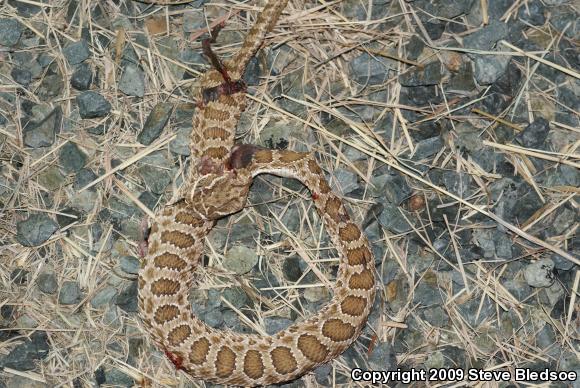 Prairie Rattlesnake (Crotalus viridis viridis)