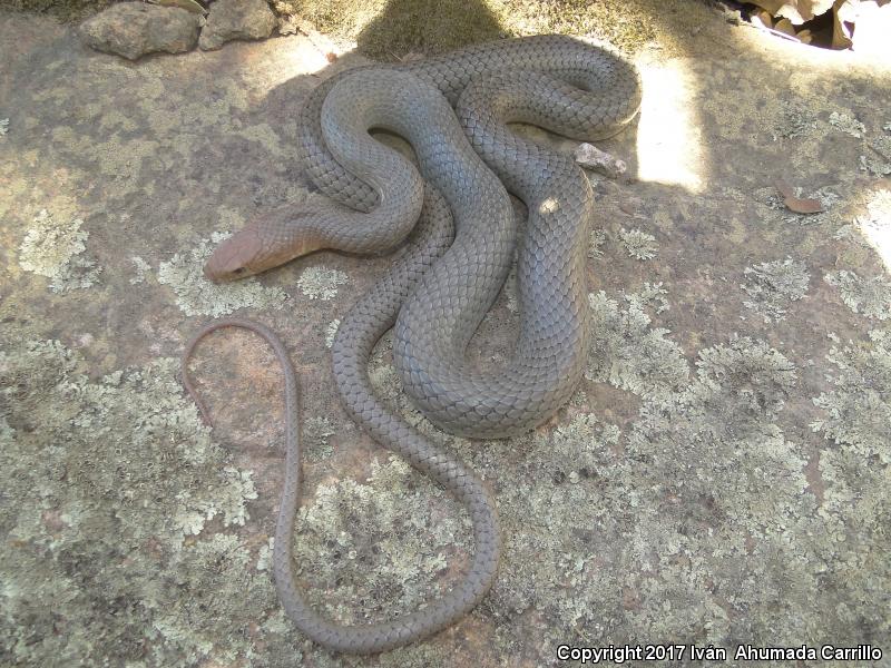 Mexican Whipsnake (Coluber mentovarius striolatus)