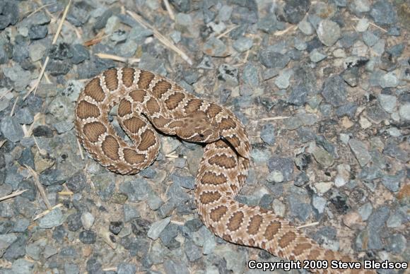 Prairie Rattlesnake (Crotalus viridis viridis)