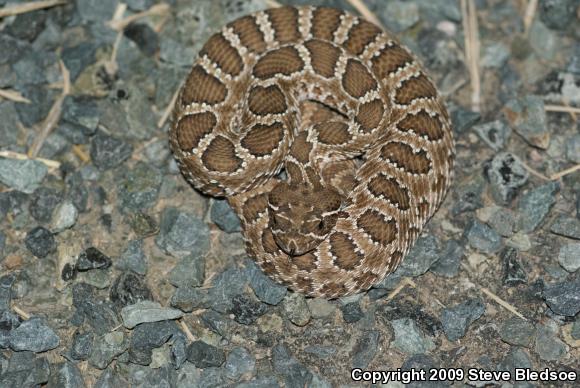 Prairie Rattlesnake (Crotalus viridis viridis)