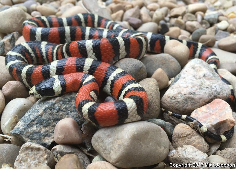 Utah Mountain Kingsnake (Lampropeltis pyromelana infralabialis)