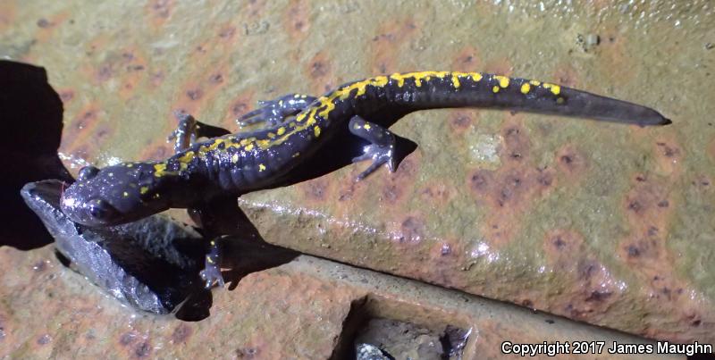 Santa Cruz Long-toed Salamander (Ambystoma macrodactylum croceum)