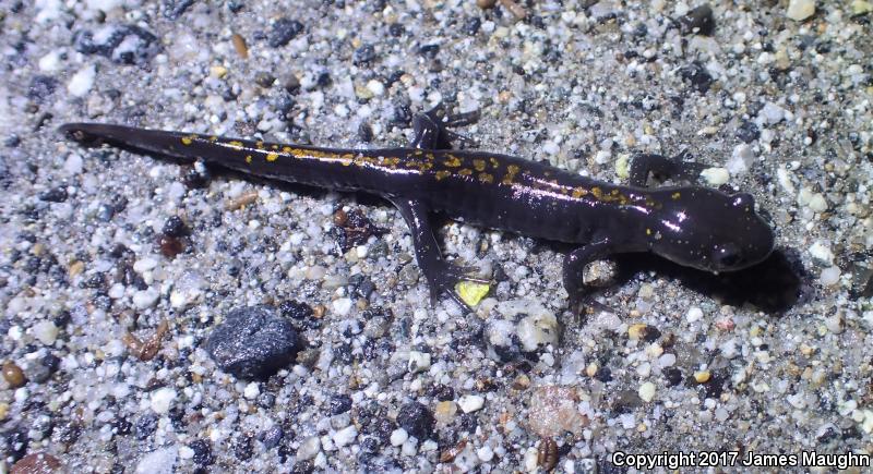 Santa Cruz Long-toed Salamander (Ambystoma macrodactylum croceum)