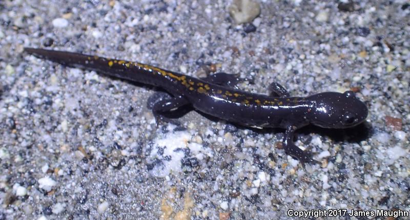 Santa Cruz Long-toed Salamander (Ambystoma macrodactylum croceum)