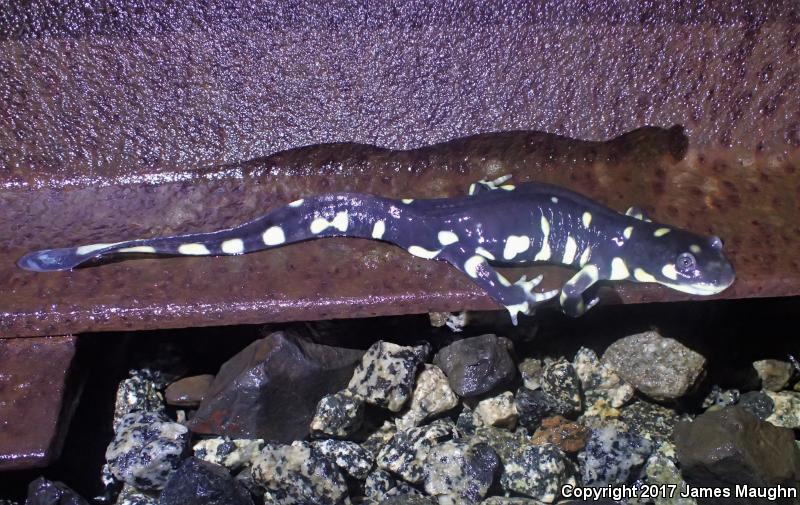 California Tiger Salamander (Ambystoma californiense)