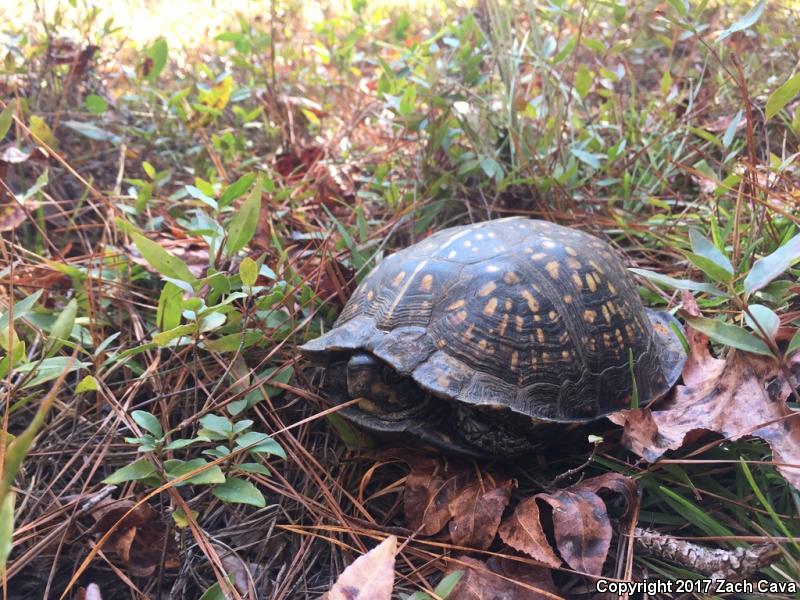 Gulf Coast Box Turtle (Terrapene carolina major)