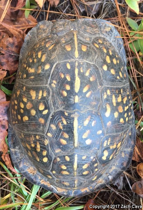 Gulf Coast Box Turtle (Terrapene carolina major)