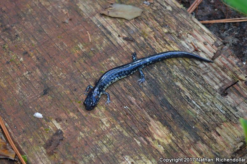 Atlantic Coast Slimy Salamander (Plethodon chlorobryonis)