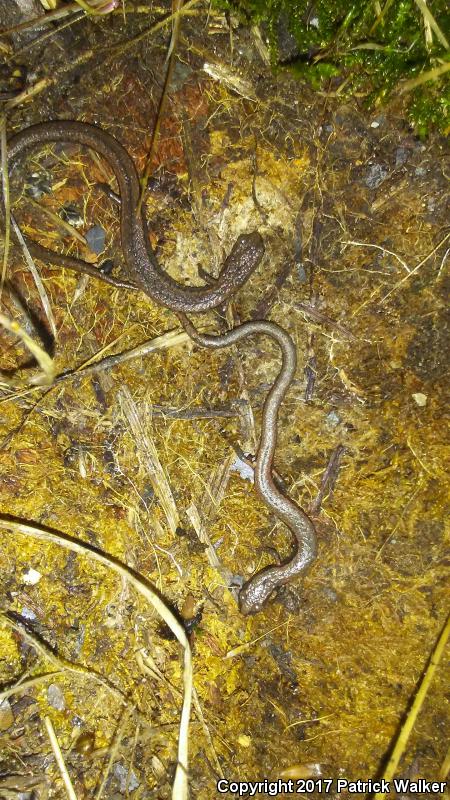 Hell Hollow Slender Salamander (Batrachoseps diabolicus)