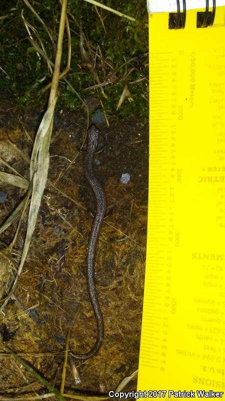 Hell Hollow Slender Salamander (Batrachoseps diabolicus)