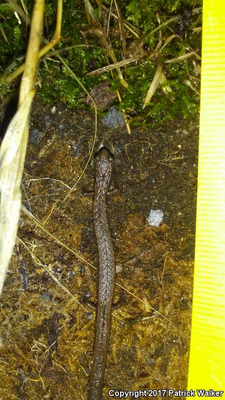 Hell Hollow Slender Salamander (Batrachoseps diabolicus)