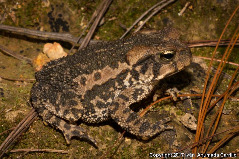 Pine Toad (Ollotis occidentalis)