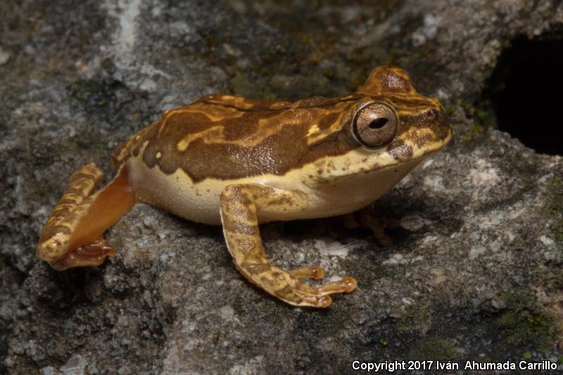 Mexican Pine Woods Treefrog (Exerodonta pinorum)