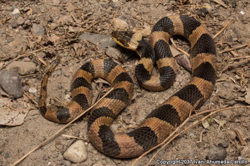 Southwestern Cat-eyed Snake (Leptodeira maculata)