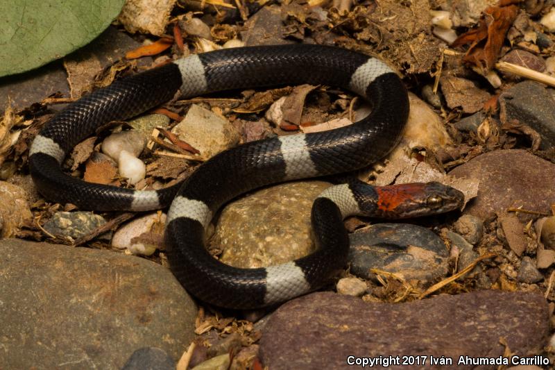 False Cat-eyed Snake (Pseudoleptodeira latifasciata)