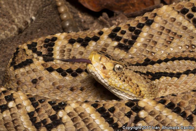 Northwestern Middle American Rattlesnake (Crotalus simus culminatus)