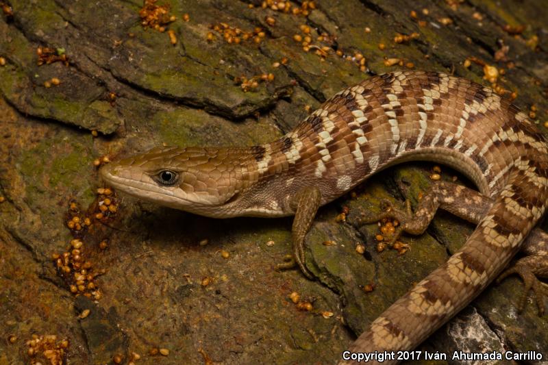 Eastern Alligator Lizards (Gerrhonotus)