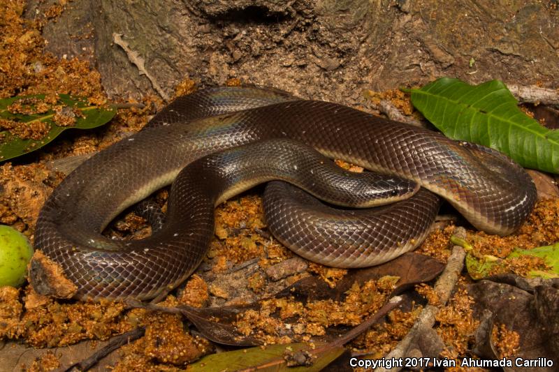 Mexican Burrowing Python (Loxocemus bicolor)