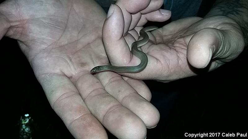 Rough Earthsnake (Virginia striatula)