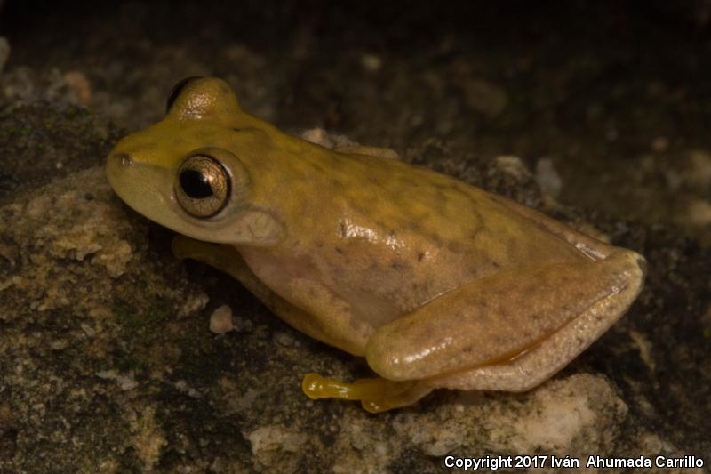 Sumichrast's Treefrog (Exerodonta sumichrasti)