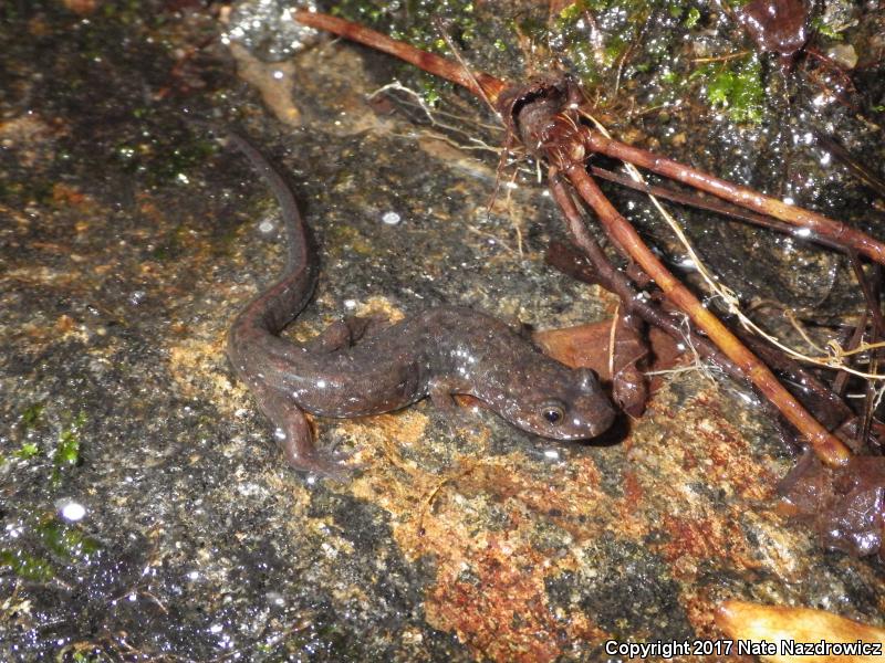 Spotted Dusky Salamander (Desmognathus conanti)