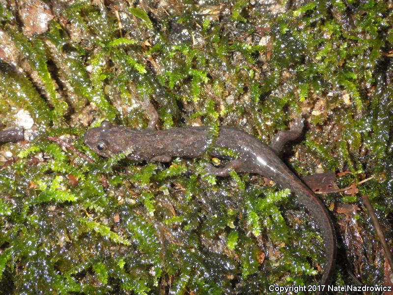 Spotted Dusky Salamander (Desmognathus conanti)