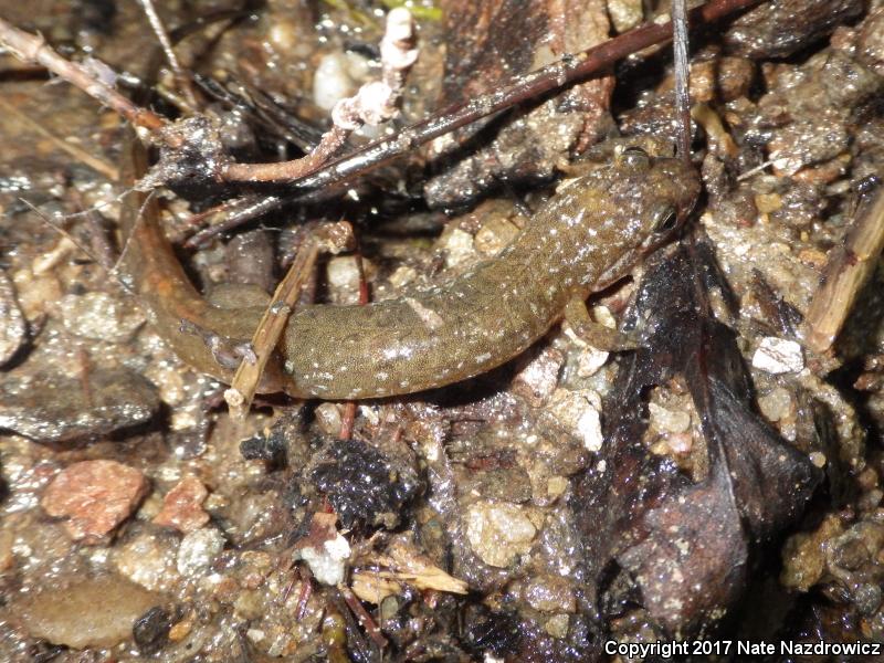 Spotted Dusky Salamander (Desmognathus conanti)