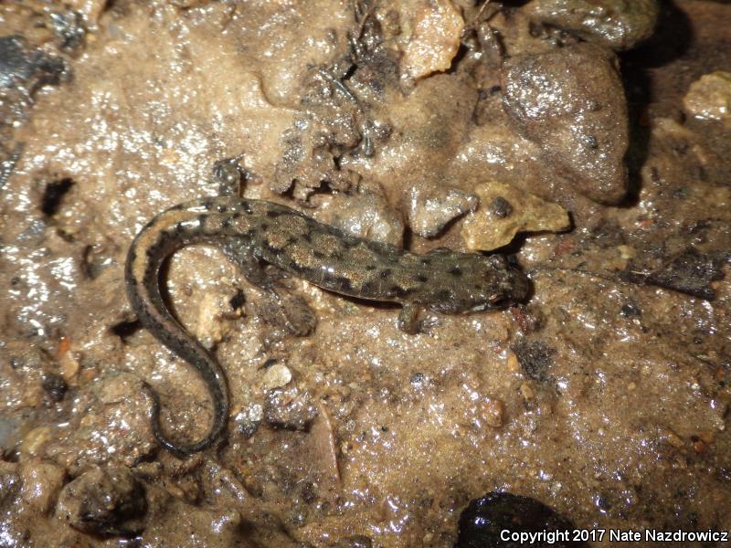 Spotted Dusky Salamander (Desmognathus conanti)