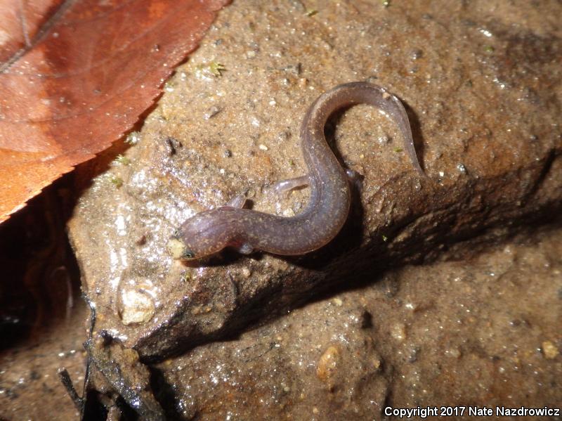 Patch-nosed Salamander (Urspelerpes brucei)