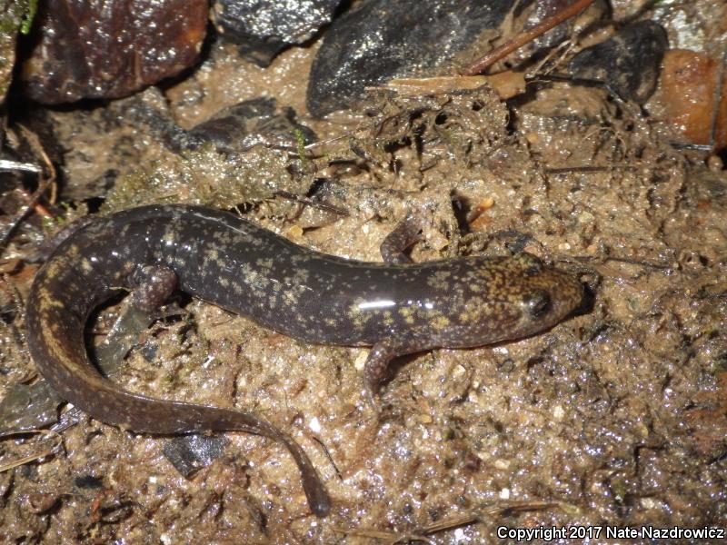 Shovel-nosed Salamander (Desmognathus marmoratus)