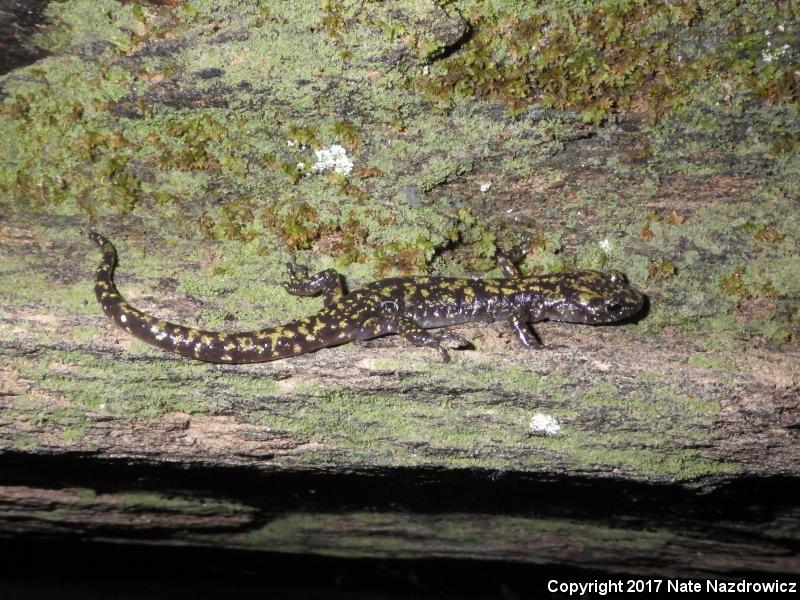 Green Salamander (Aneides aeneus)