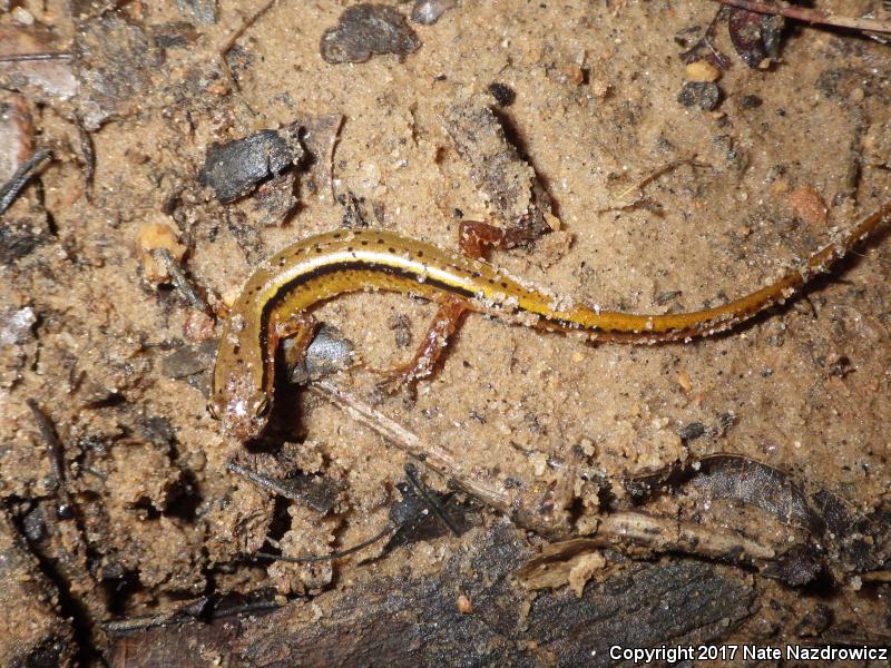 Blue Ridge Two-lined Salamander (Eurycea wilderae)