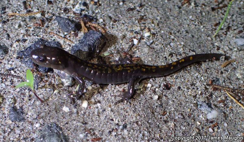 Santa Cruz Long-toed Salamander (Ambystoma macrodactylum croceum)