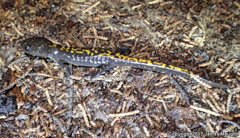 Santa Cruz Long-toed Salamander (Ambystoma macrodactylum croceum)