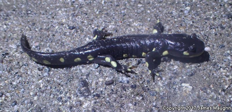California Tiger Salamander (Ambystoma californiense)