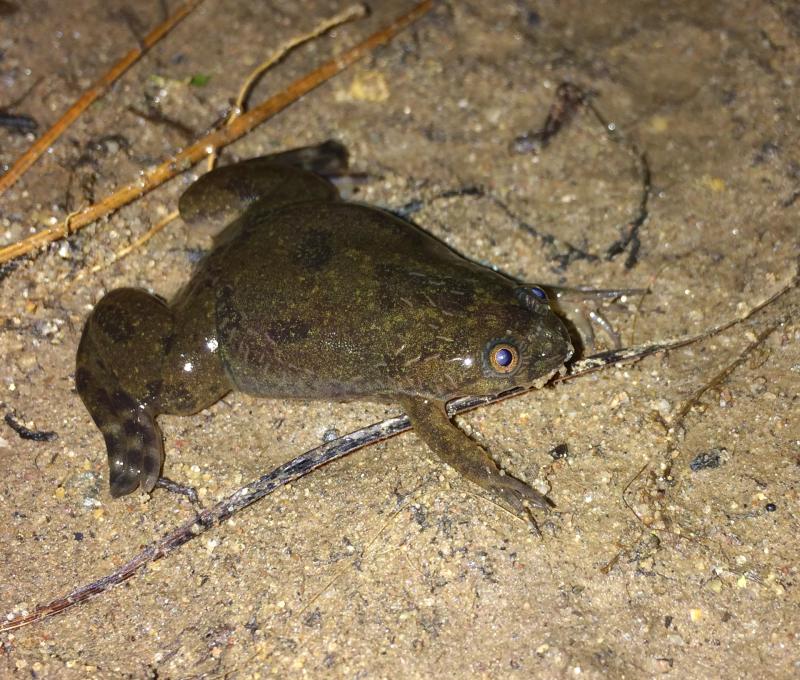 African Clawed Frog (Xenopus laevis)