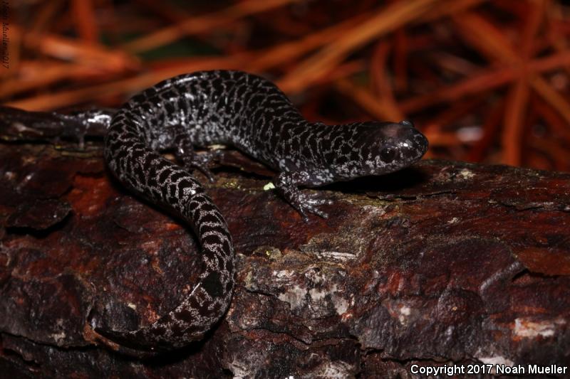 Frosted Flatwoods Salamander (Ambystoma cingulatum)