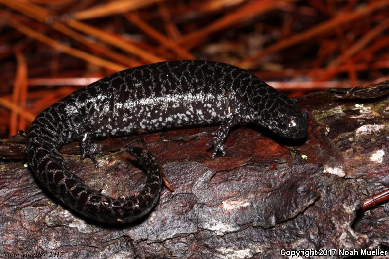 Frosted Flatwoods Salamander (Ambystoma cingulatum)