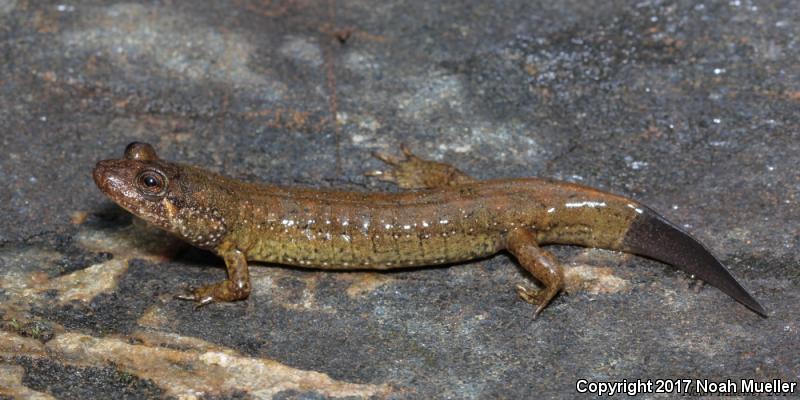 Black-bellied Salamander (Desmognathus quadramaculatus)