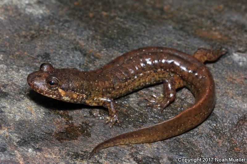 Black-bellied Salamander (Desmognathus quadramaculatus)