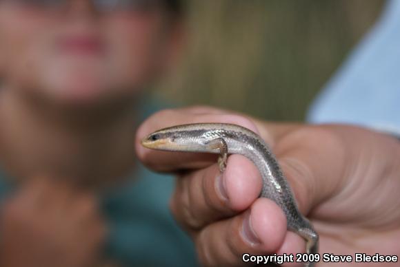 Mountain Skink (Plestiodon callicephalus)