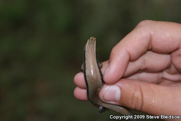 Mountain Skink (Plestiodon callicephalus)