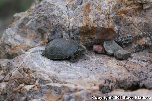 Sonoran Mud Turtle (Kinosternon sonoriense)