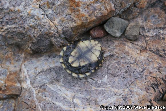 Sonoran Mud Turtle (Kinosternon sonoriense)